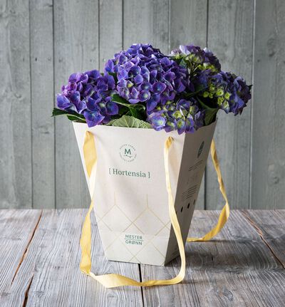 Blå hortensia i gavebag 